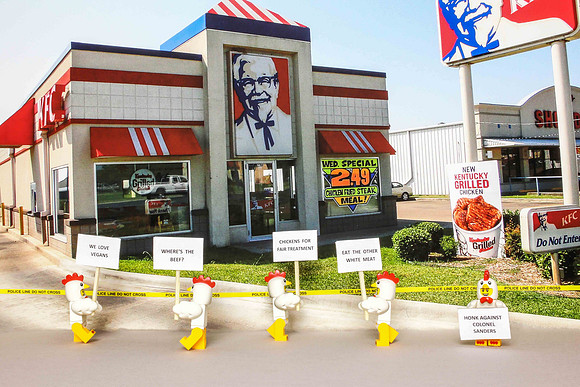 Chicken Protest